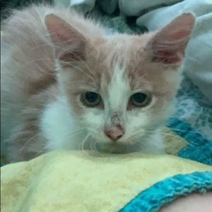 Meet your Posher, Cadence